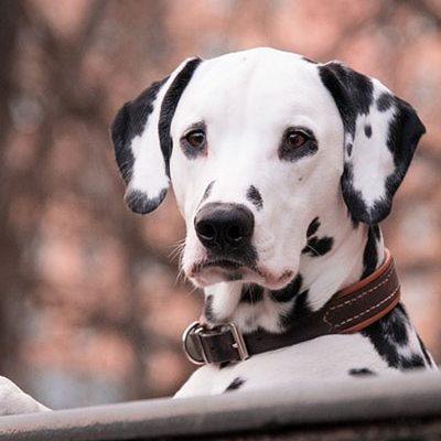 5 Best Wireless Dog Fences of 2018